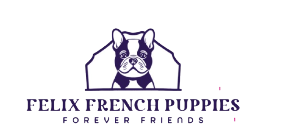 Felix french puppies